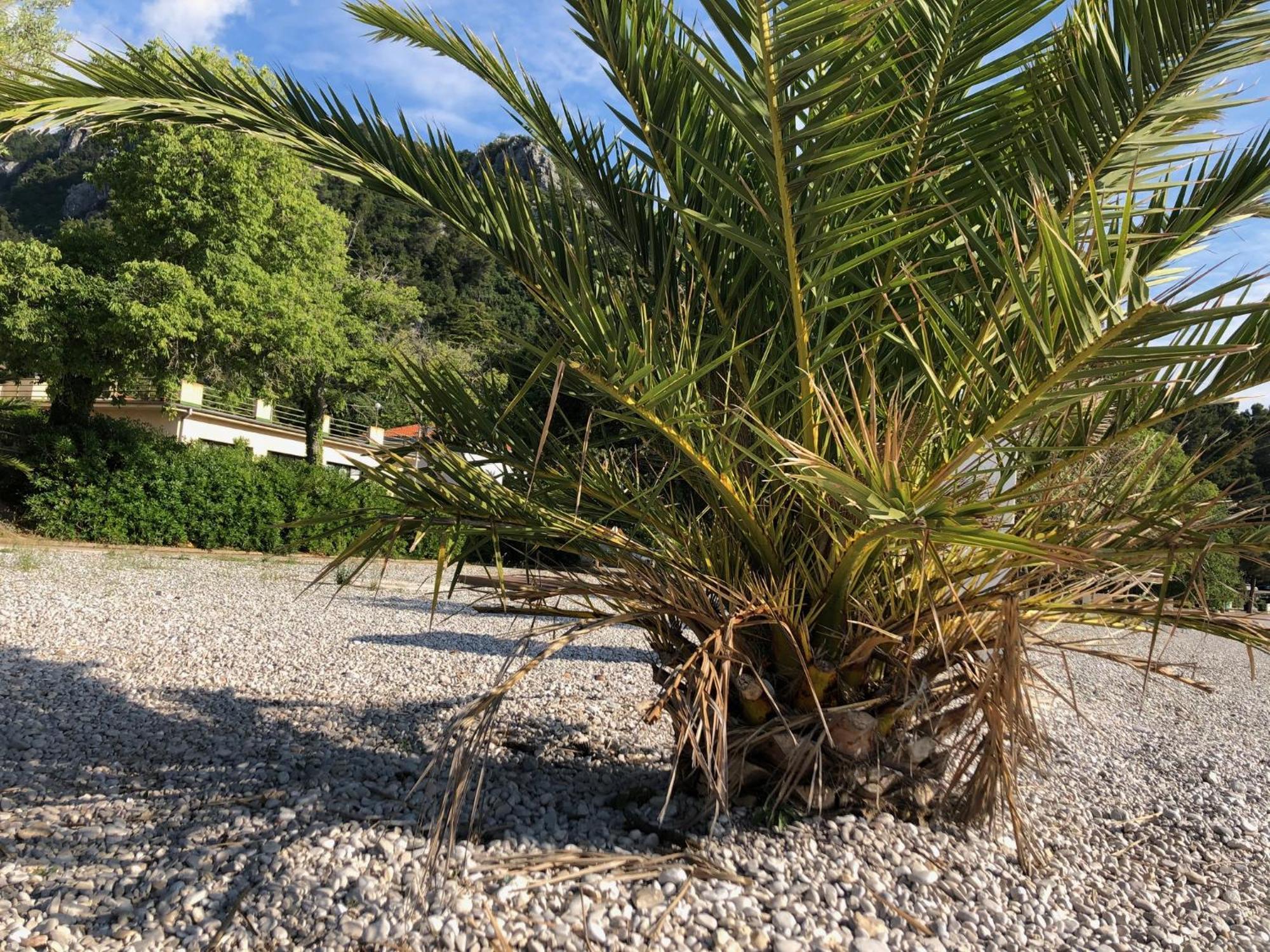 Villa Sabine Apartment Losinj ميدفيجا المظهر الخارجي الصورة